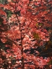 PICTURES/Sedona West Fork Trail  - Again/t_Red Leaves2.jpg